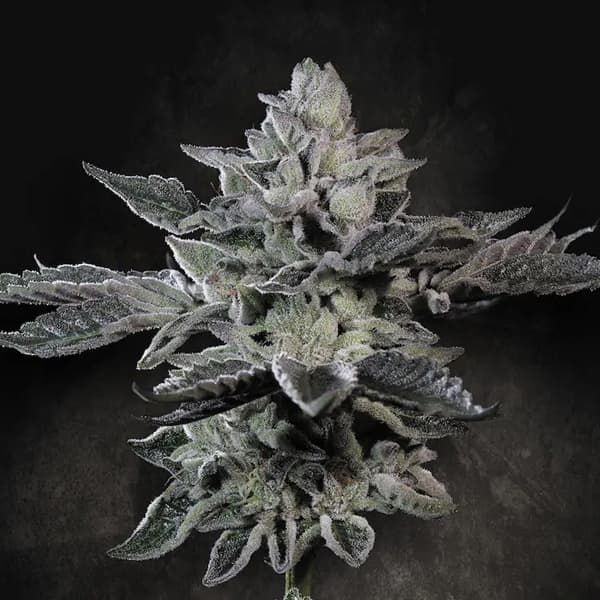 G-Force > Paradise Seeds | Feminized Cannabis   |  Hybrid